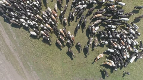 Aerial view of large herd of cows grazing on farmland.  스톡 동영상 135852543