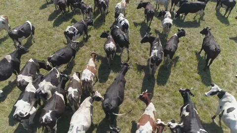 Aerial view of large herd of cows grazing on farmland.  Stock Footage 135852546