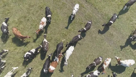 Aerial view of large herd of cows grazing on farmland.  Video stock 135852577