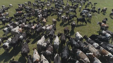 Aerial view of large herd of cows grazing on farmland.  Stock Footage 135852592