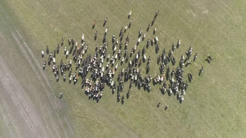Aerial view of large herd of cows grazing on farmland.  Stock Footage 135852612
