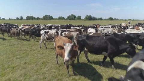 Aerial view of large herd of cows grazing on farmland.  Video stock 135852616