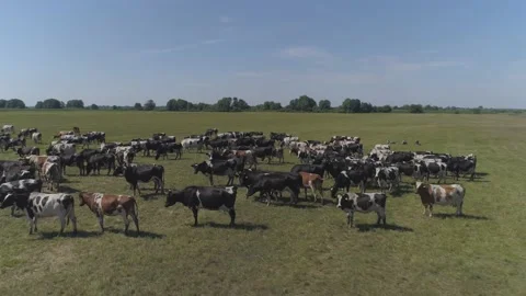 Aerial view of large herd cows grazing on farmland.  Stock Footage 135853009