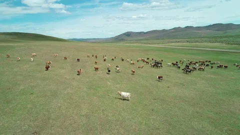 Aerial view of a large herd of cows and horses grazing on the endless green Video stock 187078819