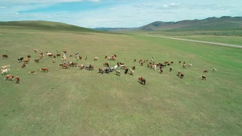 Aerial view of a large herd of cows and horses grazing on the endless green Stock Footage 187079249