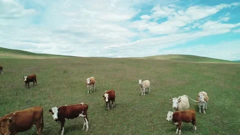 Aerial view of a large herd of cows and horses grazing on the endless green Stock Footage 187079700