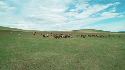 Aerial view of a large herd of cows and horses grazing on the endless green Stock Footage 187079734