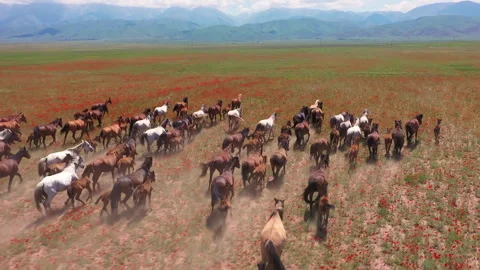 Aerial view of a large herd of wild horses running on a poppy field Stock Footage 324524207