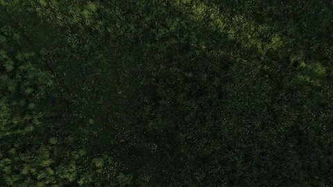 An aerial view of large patch some freshly cut healthy green grass. Stock Footage 311199475