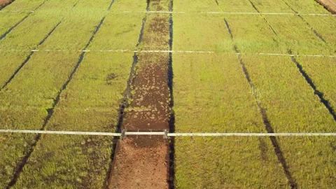 Aerial view of a large peat bog harvesting site with long parallel rows of Stock Footage 315733257