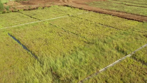 Aerial view of a large peat bog harvesting site with long parallel rows of Stock Footage 315733355