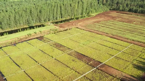 Aerial view of a large peat bog harvesting site with long parallel rows of Stock Footage 315733799