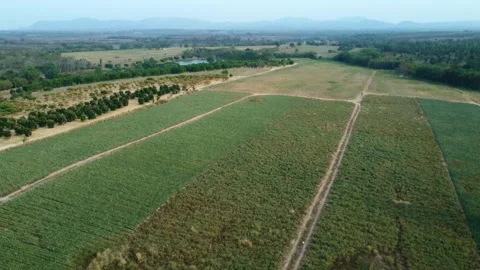Aerial view of a large pineapple farm surrounded by natural landscape. Vidéo 310745036