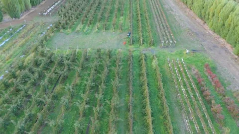 Aerial view of a large raspberry farm with aligned rows in rural Tasmania. Vídeo Stock 332542490