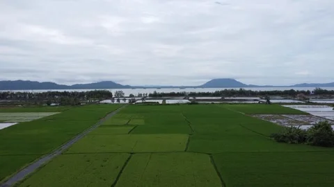 Aerial view of a large rice field area with sea and mountains in the backgrou Stock Footage 276842386