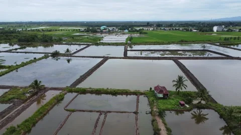 Aerial view of a large rice field area with sea and mountains in the backgrou Stock Footage 276842401