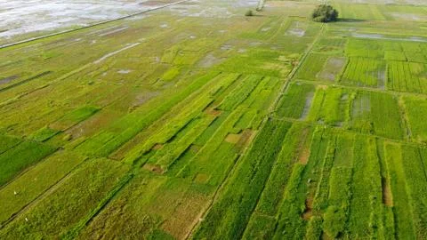 Aerial view of large rice fields with green grass Stock Photos