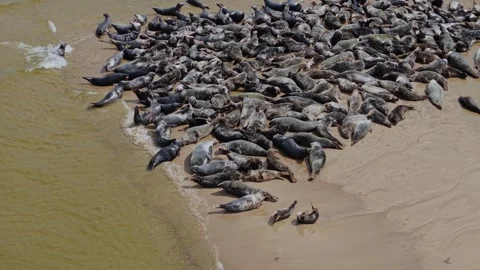 Aerial view of a large seal colony on the beach in Poland. Stock Footage 345604232