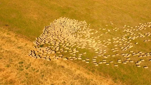 Aerial view of Large Sheep Flock in Country Stock Footage 102869015