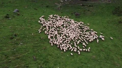 Aerial view of a large sheep herd in a bulk formation over the mountains Stock Footage 194554907