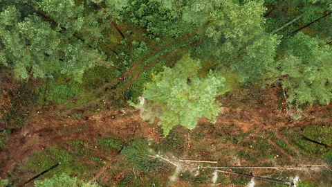 Aerial view of a large tree that is being cut down Stock Footage 233904149