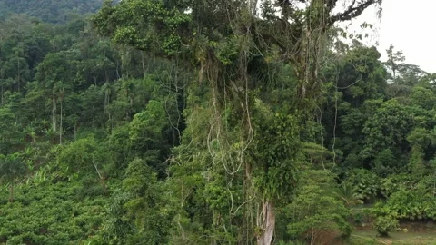 Aerial view of large tropical tree Vidéo 142752060