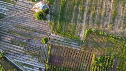 Aerial view of a large vegetable plantation area Stock Footage 246740498