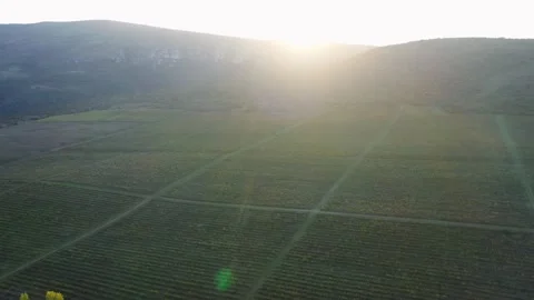 Aerial view of large vineyard Stock Footage 289733655