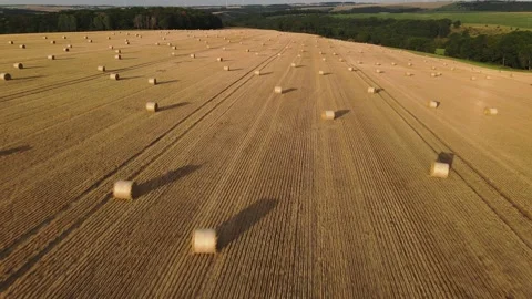 Aerial view of a late summer fields of hay rolls. Stock Footage 224557114