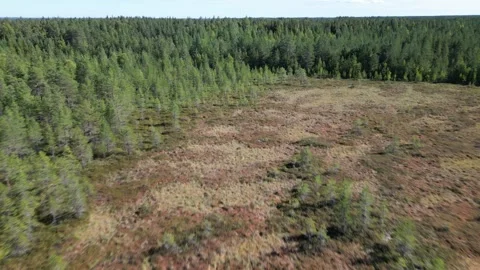 Aerial view of late summer swamp landscape, Finland Stock-Footage 315268341