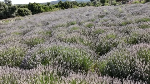 Aerial view of lavender with drone Stock Footage 246582468