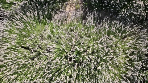 Aerial view of lavender with drone Vidéo 246582479
