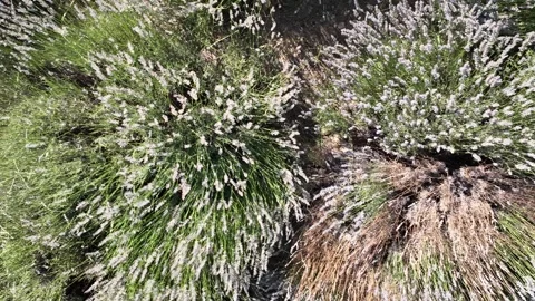 Aerial view of lavender with drone Видео 246582510