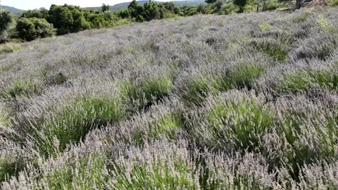 Aerial view of lavender with drone Video stock 246582543