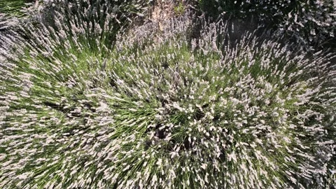 Aerial view of lavender with drone Stockbeeldmateriaal 246582577