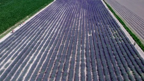 Aerial view lavender field 動画素材 133336468