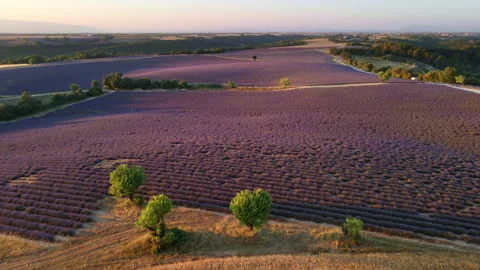 Aerial view of lavender field in Provence at sunset. Valensole, Provence, France Stock-Footage 303828056