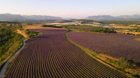 Aerial view lavender fields in Alpes-de-Haute-Provence, France Stock-Footage 246357031