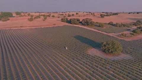 Aerial view of lavender fields in Brihuega, Spain. Stock Footage 346642795