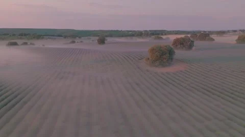 Aerial view of lavender fields in Brihuega, Spain. Stock Footage 346642829