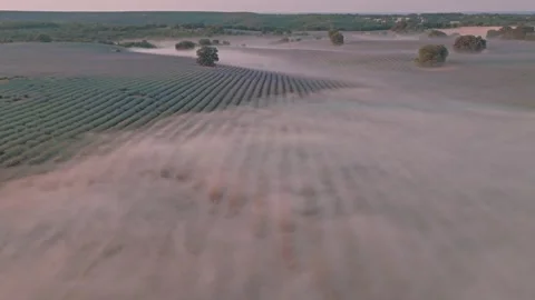 Aerial view of lavender fields in morning mist in Spain. Stock Footage 346642763