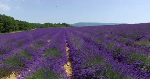 Aerial View Of Lavender Fields in Provence, France Stock Footage 143010551