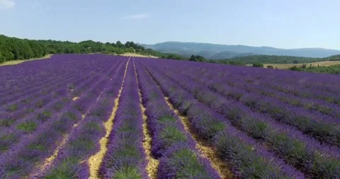 Aerial View Of Lavender Fields in Provence, France Stock Footage 143011263