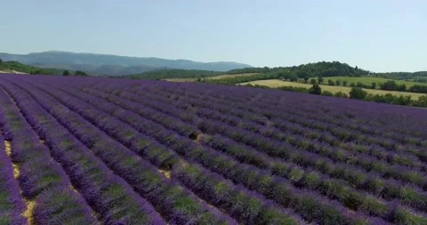 Aerial View Of Lavender Fields in Provence, France Stock Footage 143011339