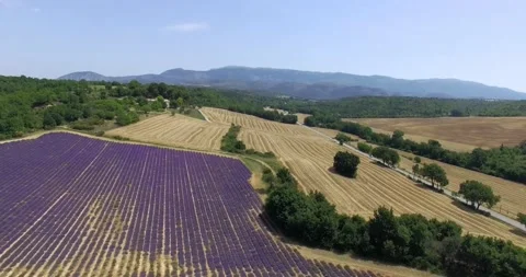 Aerial View Of Lavender Fields in Provence, France Stock Footage 143011939