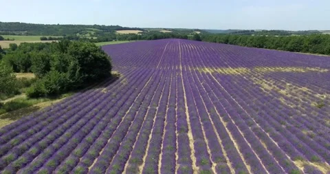 Aerial View Of Lavender Fields in Provence, France Stock Footage 143011947