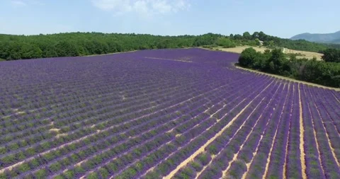 Aerial View Of Lavender Fields in Provence, France Stock Footage 143028091