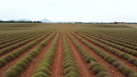 Aerial view of lavender fields rows in Valensole Plateau, France Stock Footage 330658666