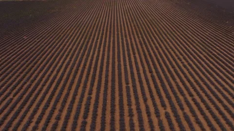 Aerial view of lavender fields stretching across Provence plateau Stock Footage 310690656