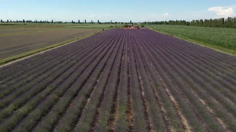 Aerial view lavender Stock Footage 133336347